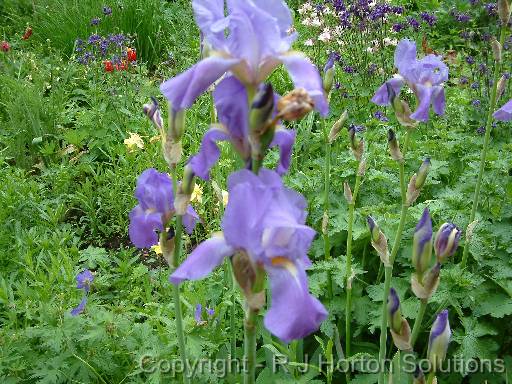 Iris Blue 2 